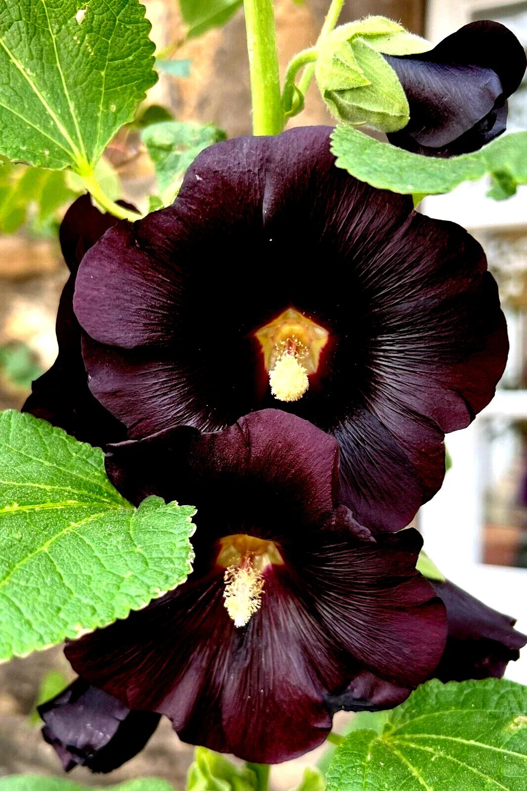 Giant Black Hollyhock Seeds - Alcea rosea - Hardy Perennial for Borders & Gardens - 50 Count