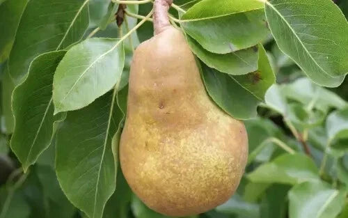 Merton Pride Pear Seeds - Pyrus communis Fruit Tree Seeds for Garden Planting, Juicy Pears, USA Grown, 25+ Seeds