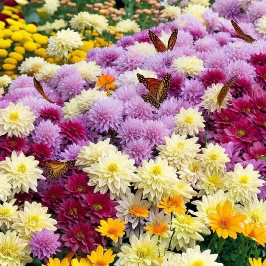 Live Chrysanthemum Plants - 3+ Years Well-Rooted All Colors, Native US Mum for Gardens & Landscapes