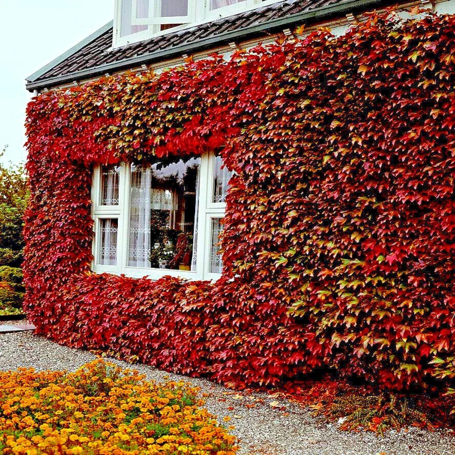 Virginia Creeper Vine Seeds - Parthenocissus quinquefolia - Hardy Fast Growing Climber