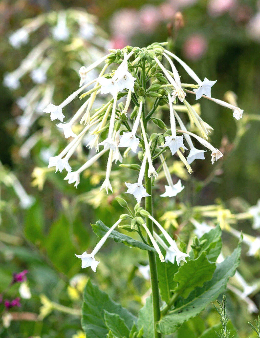 White Jasmine Flowering Tobacco Seeds - 1500+ Nicotiana sylvestris Seeds for Garden