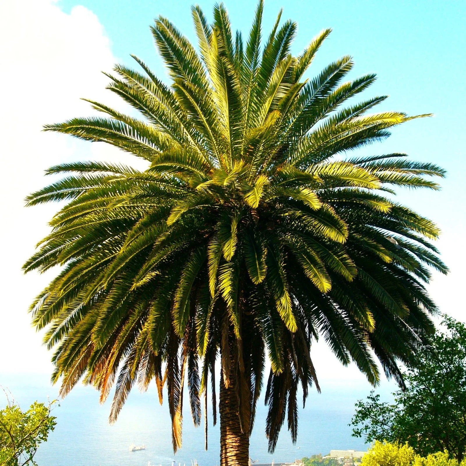 Canary Island Date Palm Tree Seeds - Phoenix Canariensis - Tropical Garden, Indoor & Outdoor Planting, 10 Seeds