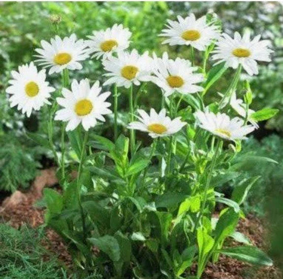 Shasta Daisy Seeds Non-GMO Perennial | Leucanthemum x superbum White Flowers