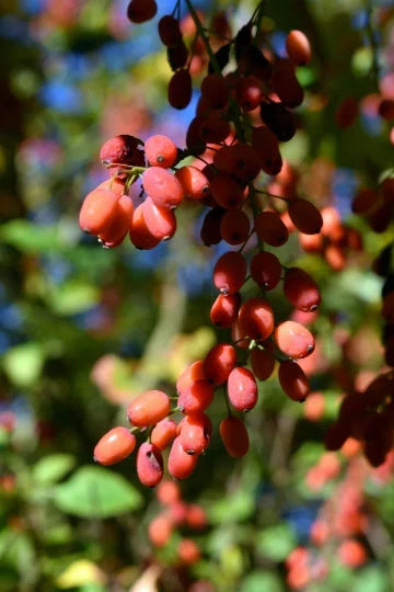 Goji Berry Seeds – Heirloom NON-GMO Lycium chinense for Superfood Gardening – 50+ Seeds