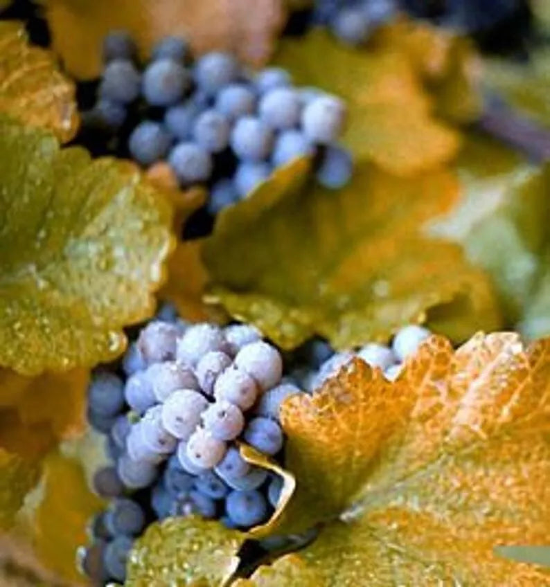 Concord Grape Seeds - 10 Organic Vitis labrusca Seeds - Fox Grape Varieties