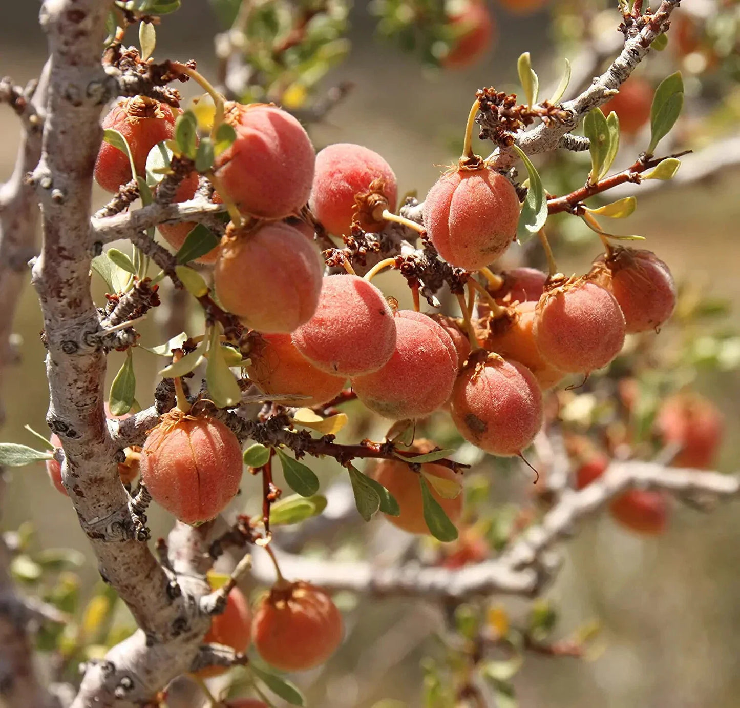 Desert Peach Bush Seeds - 5 Pack - Drought-Tolerant Prunus andersonii for Native Garden & Arid Climates