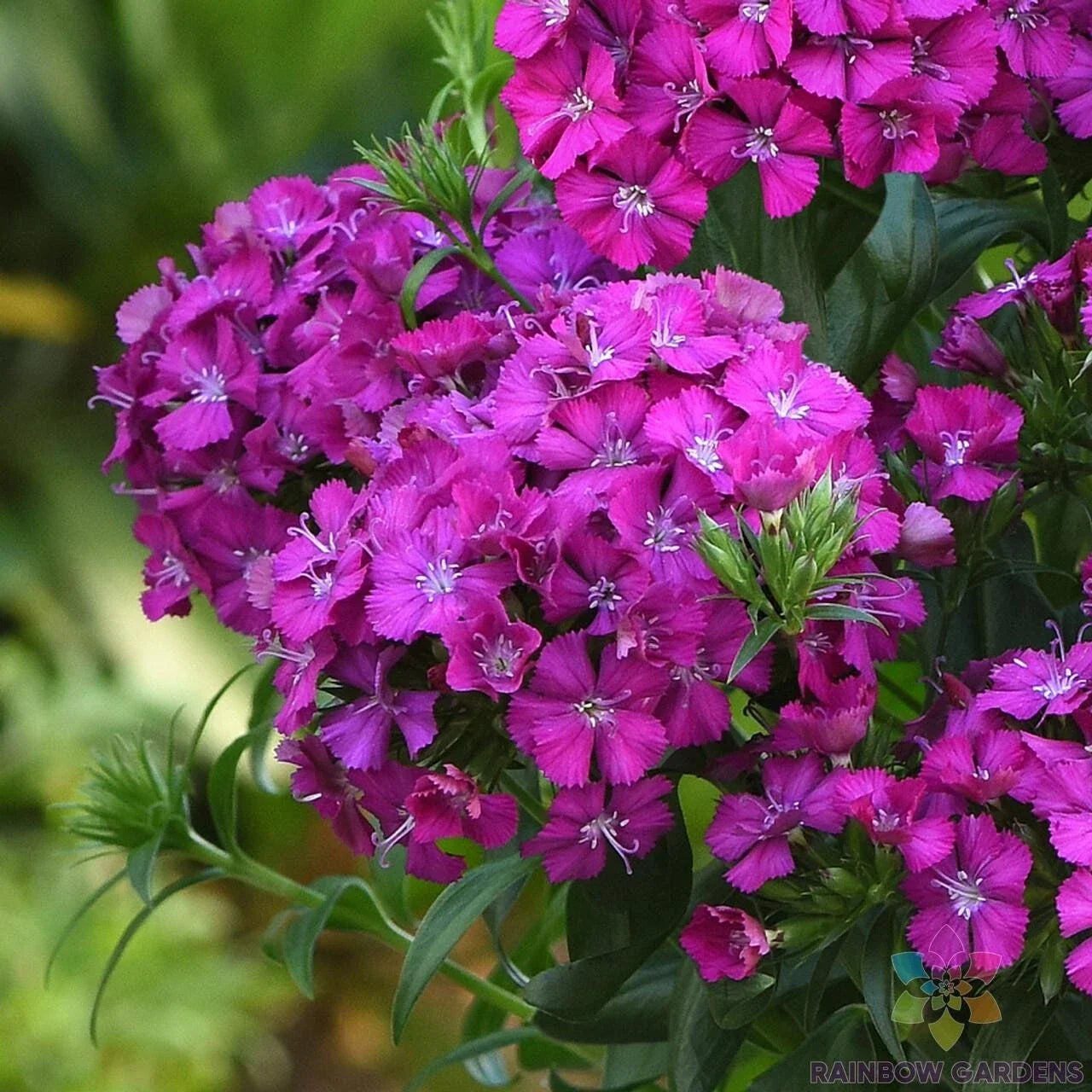 Joly Purple Carnation Seeds - 200+ Pack, Dianthus caryophyllus, Garden Flower, Perennial, Vibrant Purple Blooms