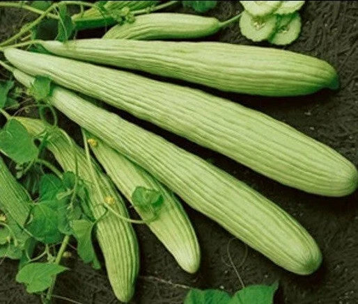 Armenian Yard-Long Cucumber Seeds – Heirloom, Burpless, Snake Melon, 30 Pack, for Home Gardens, Salad & Pickling