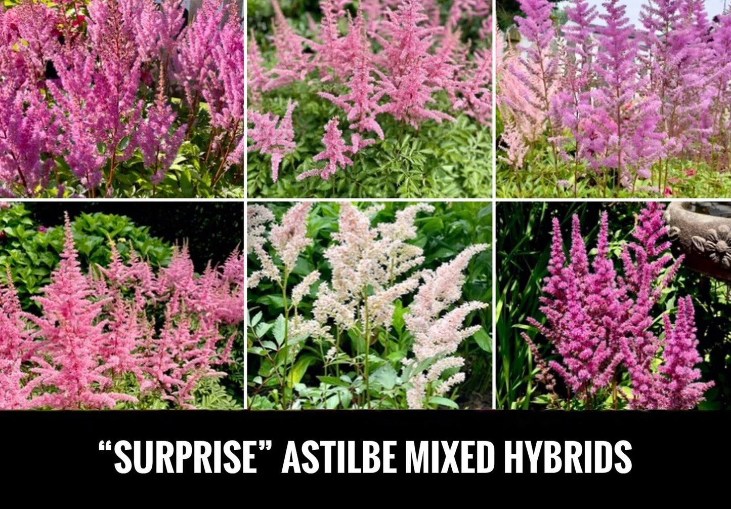 Astilbe Bare Root Starter Plants – 4 Pack, Shade Perennial, Astilbe spp., Flowering, Pollinator Friendly, USA