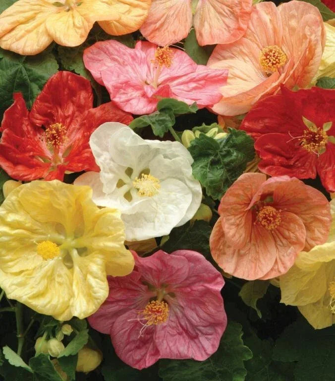 Giant Hybrid Abutilon Flowering Maple Seeds - Colorful Varieties for Vibrant Gardens