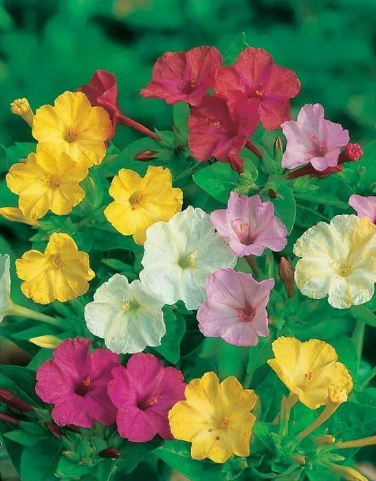 Mixed Four O'Clock Seeds - Colorful Flowering Plants - Mirabilis jalapa - 35 Seeds Packet