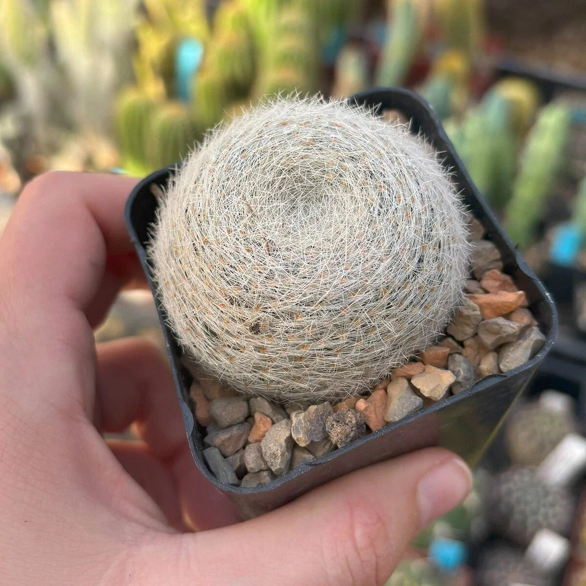 Mammillaria lenta Cactus - Live Rooted Succulent Plant - Easy Care Indoor/Outdoor Houseplant - Velvet Pincushion Cactus