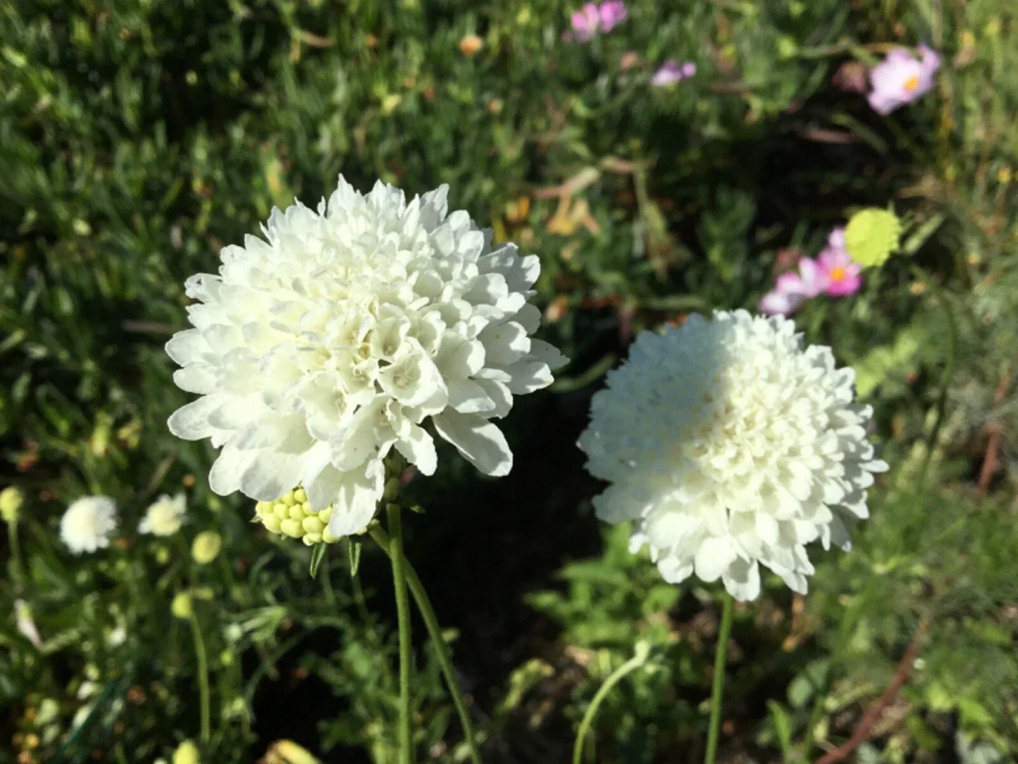 Scabiosa Snowball Seeds - 50 Pincushion Flower Seeds for Wedding Bouquets