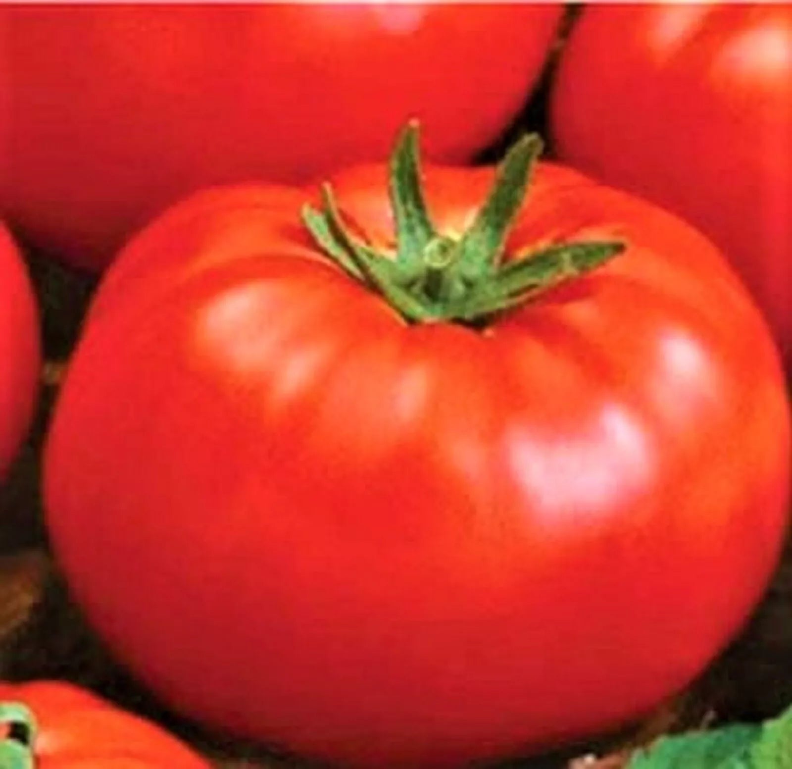 Ace 55 Tomato Seeds Pack of 200+ Non-GMO Heirloom Solanum lycopersicum for Container & Garden Planting
