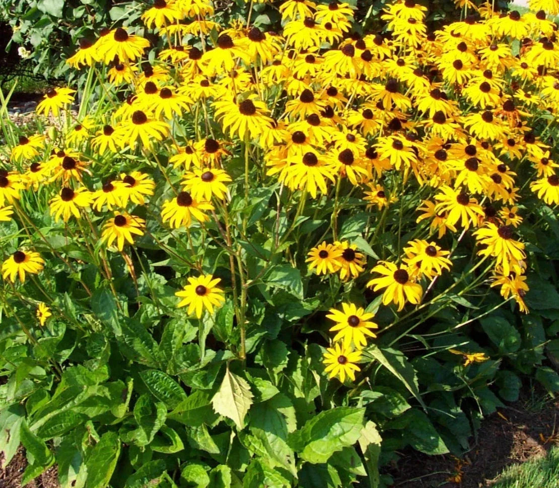 Black-Eyed Susan Plants 5-Pack | Rudbeckia hirta Perennials | Golden Yellow Daisy Flowers | Full Sun, Bare Root