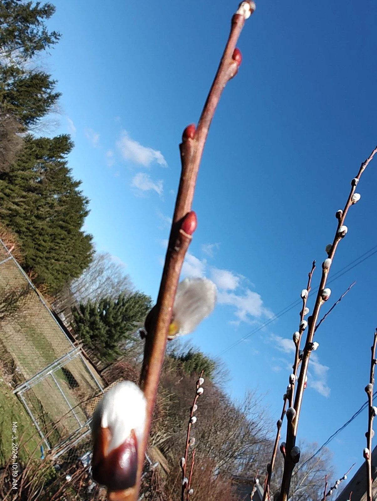Pussy Willow Tree Stems - 5 Pack, White Salix discolor, 6-7 Inches for Planting, Garden, Floral Arrangements