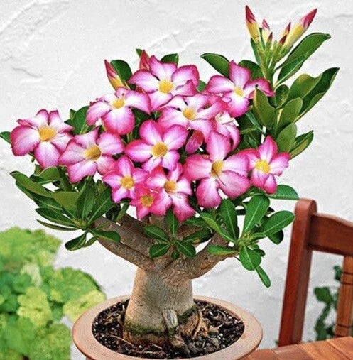 Mixed Color Desert Rose Seeds | Adenium Obesum | 5 Seeds | USA Grown