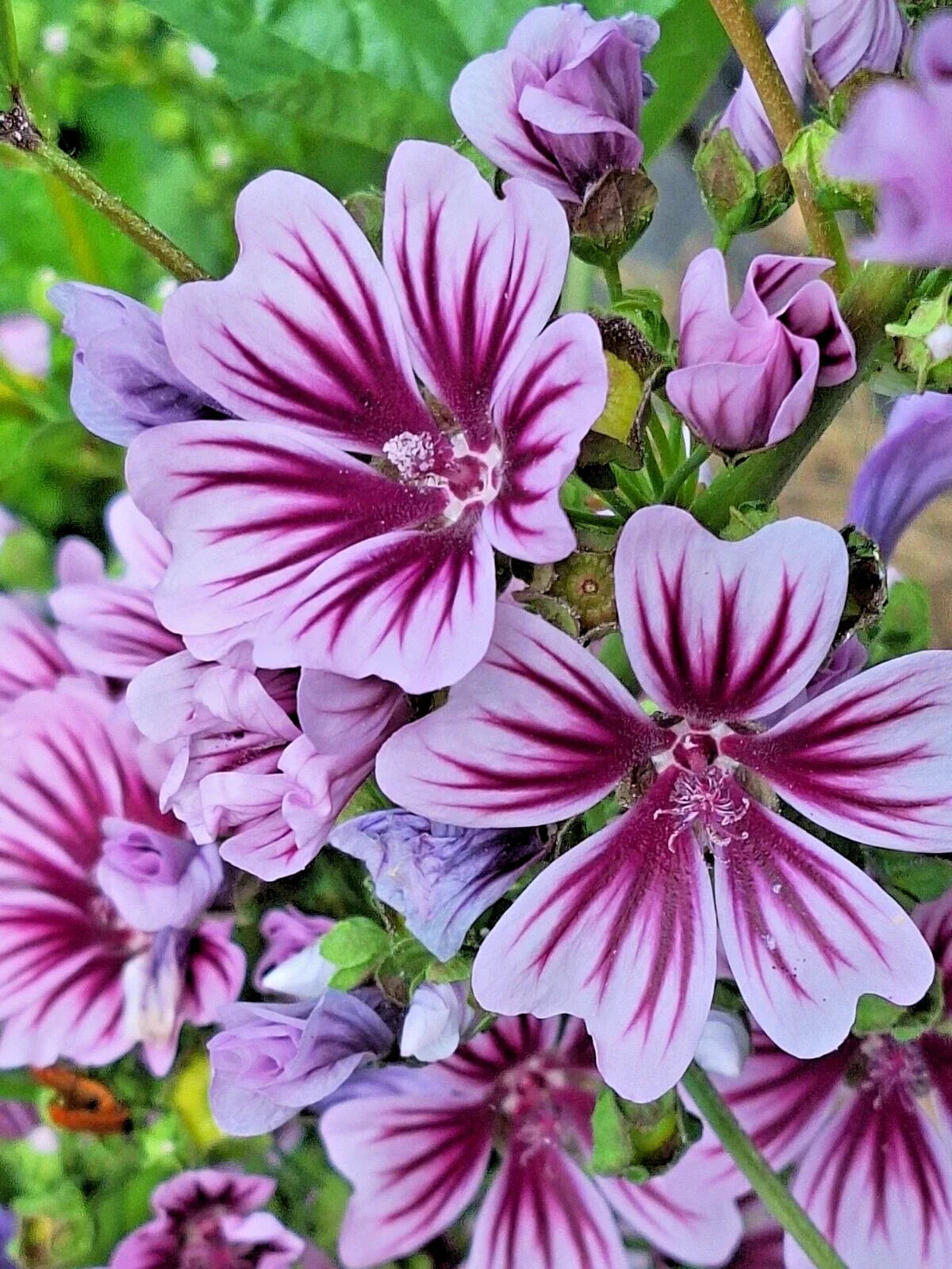 Zebra Mallow Seeds 100 Pack - White with Purple Stripes, Malva sylvestris, Flowering Garden Seeds