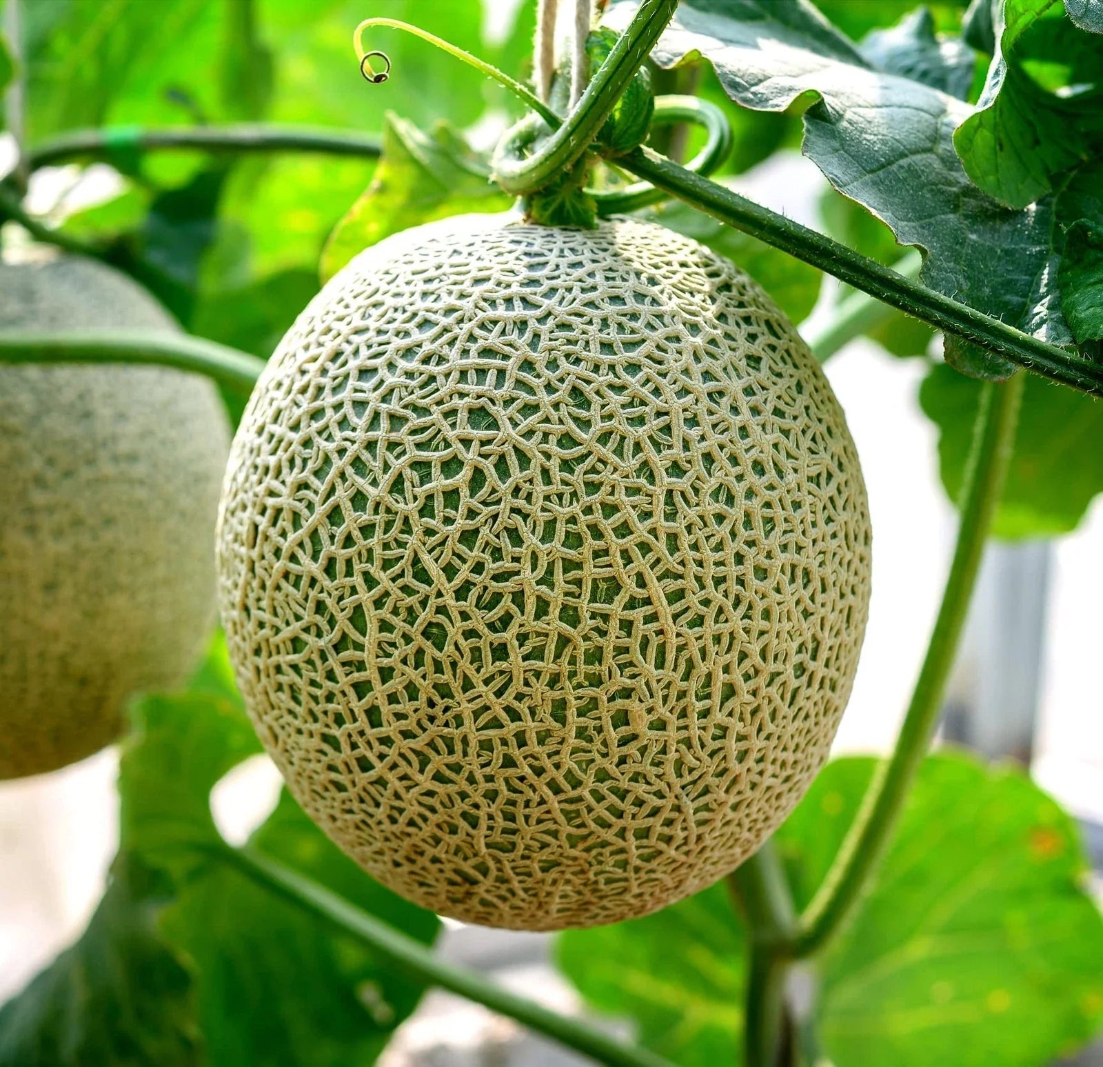 Cantaloupe Seeds 100+ Hale Variety Cucumis melo Non-GMO Made in USA for Home Garden, Juicy Fruit, Sprawling Vines