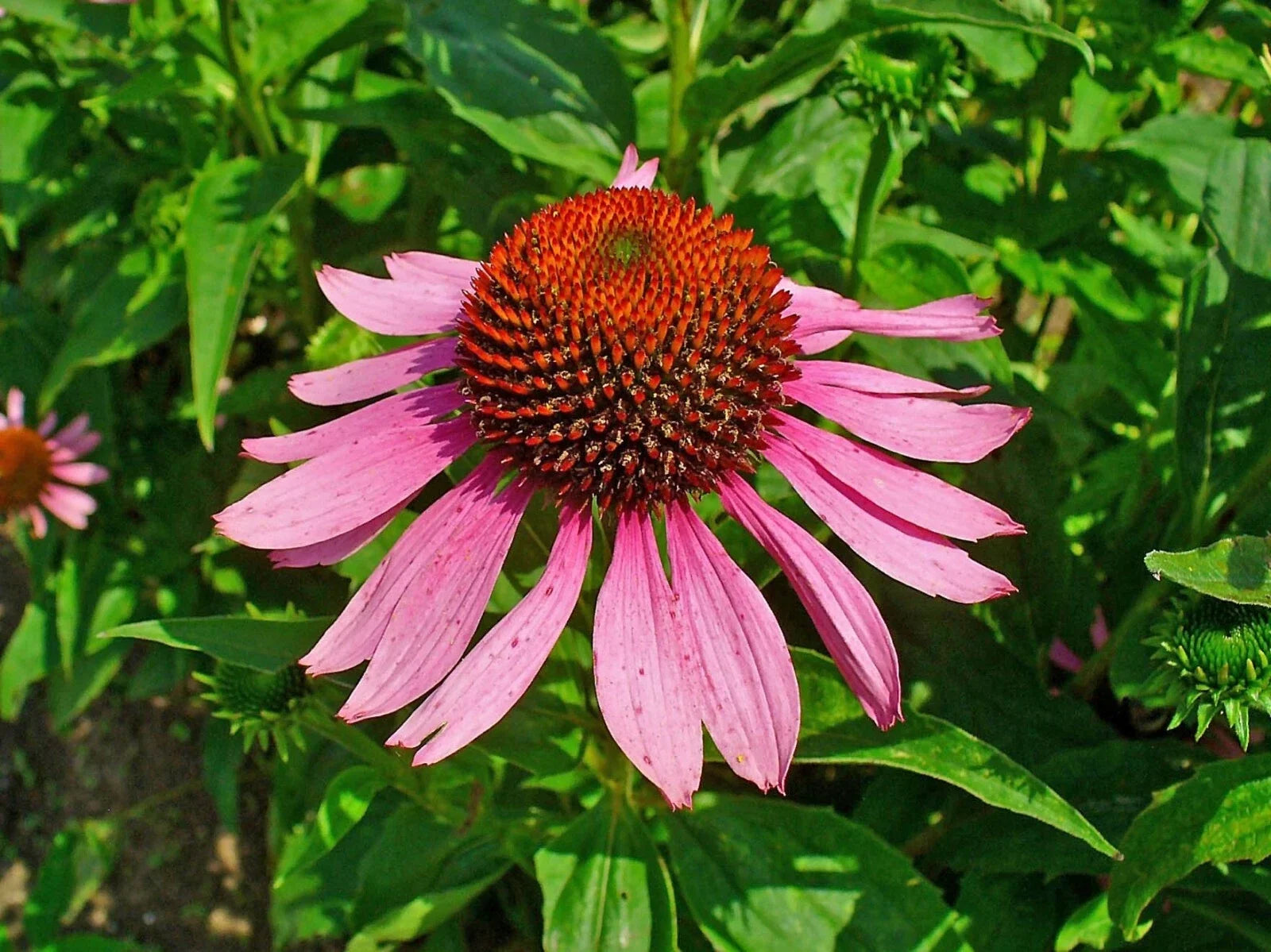 Echinacea Purpurea Seeds - 40 Purple Coneflower Garden Planting Seeds - Vibrant Purple Flowers - Pollinator Attractant