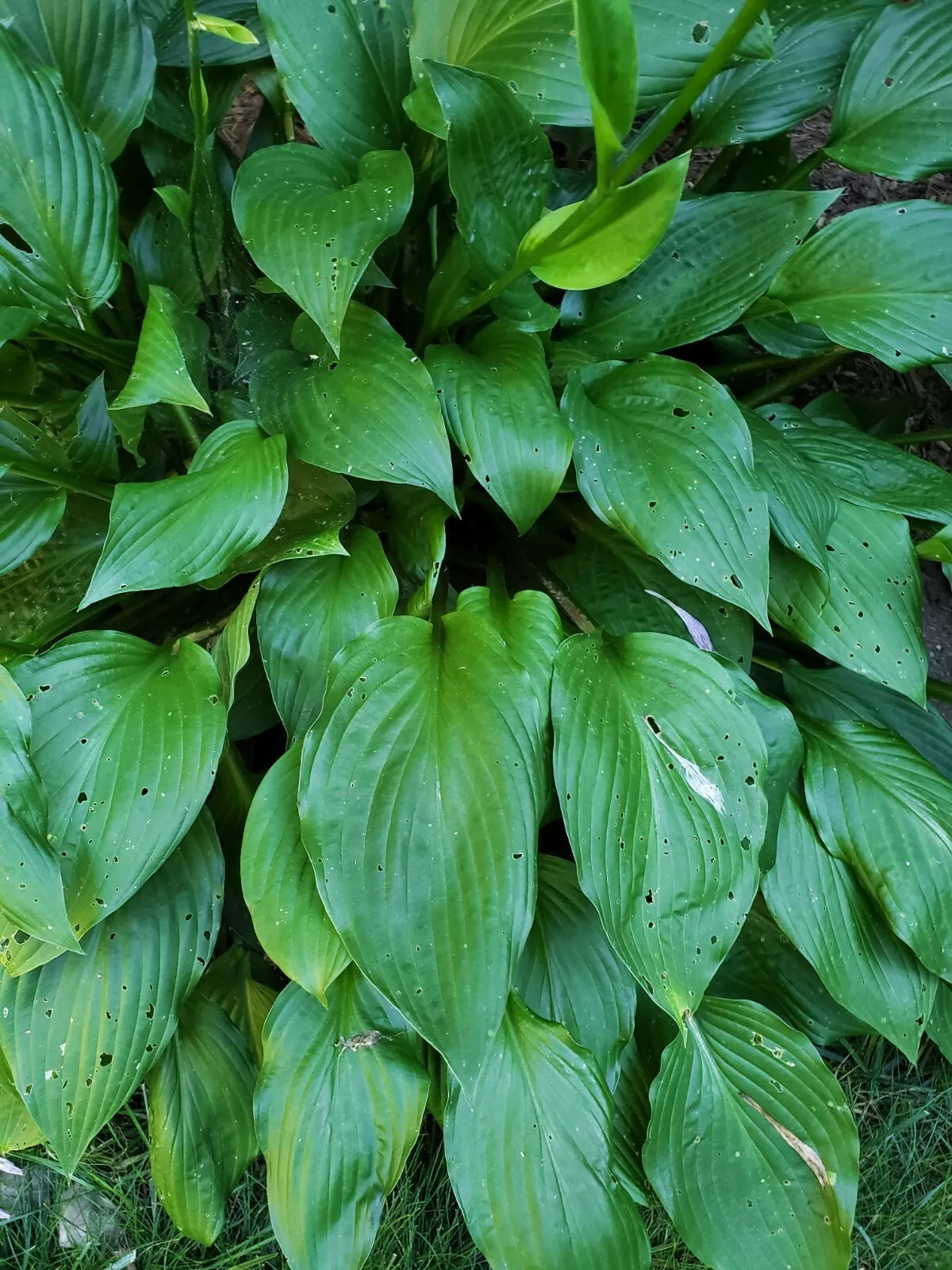 Hosta Live Plant Roots - Bare Root Perennial, Sun/Shade, Hosta spp. - 5 Count
