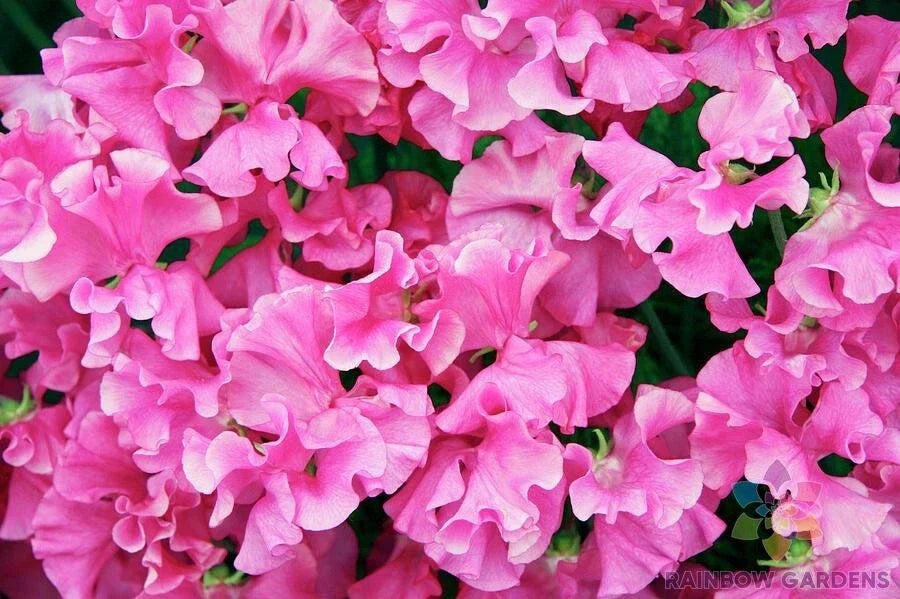 Milly Sweet Pea Seeds - 50+ Pack, Climbing Flower, Fragrant Lathyrus odoratus, Garden Planting, Vivid Colors