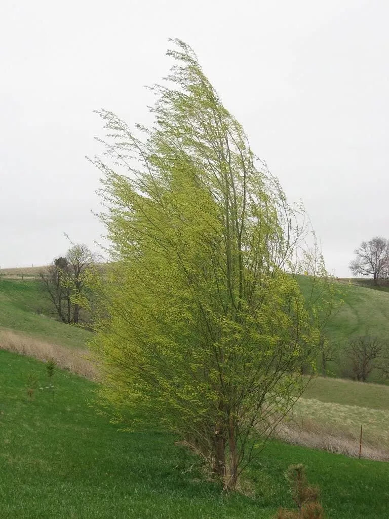 Hybrid Willow Tree - Fast Growing Austree Willow - Privacy & Shade - Salix × sepulcralis - Garden & Landscape Plant