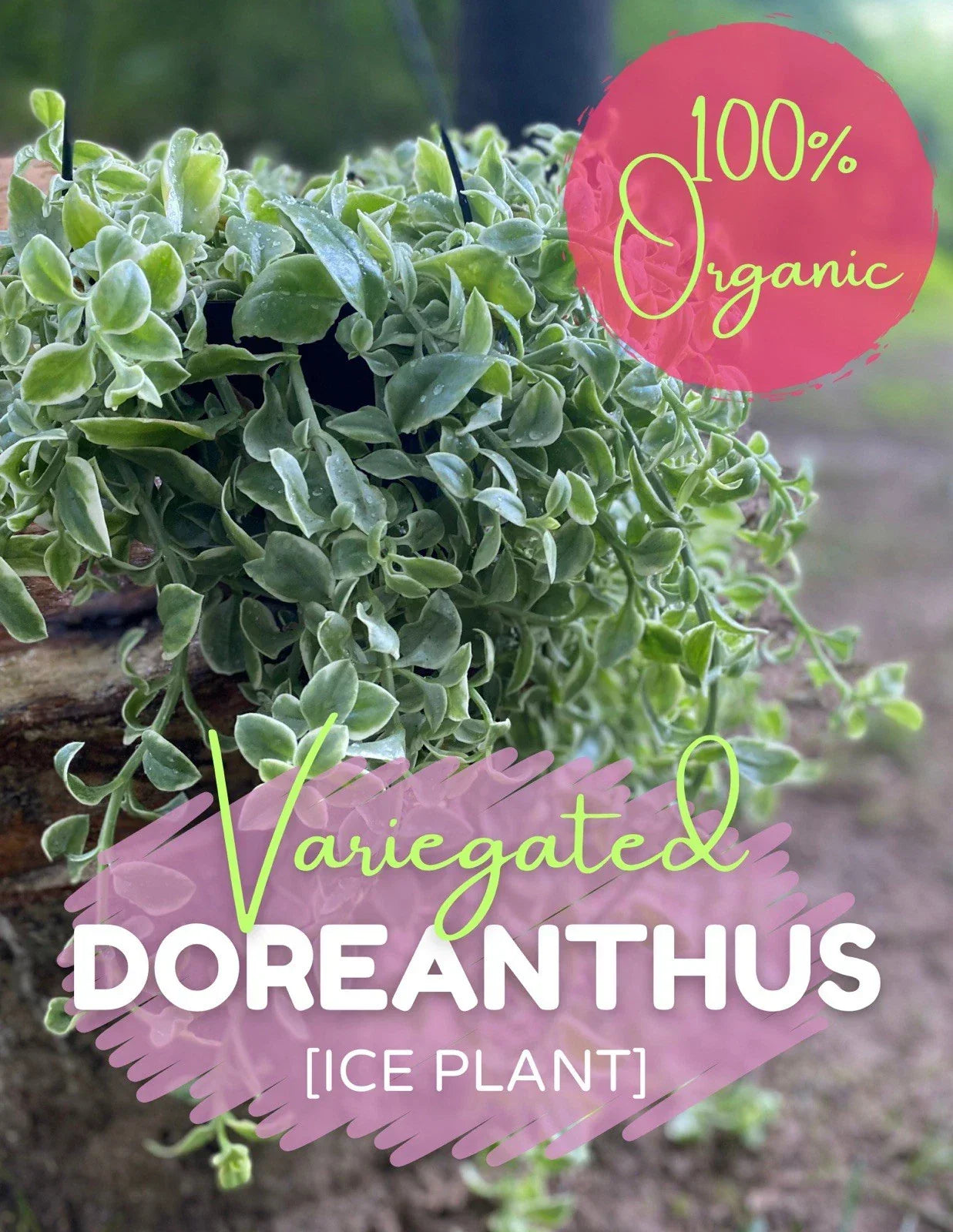 Variegated Ice Plant Cutting - Organic Live Rooted Dorotheanthus Bellidiformis Succulent