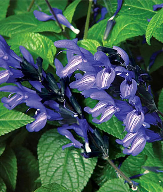 Black and Blue Salvia Seeds - Perennial Flower Seeds for Hummingbirds - Salvia guaranitica - 50 Pack