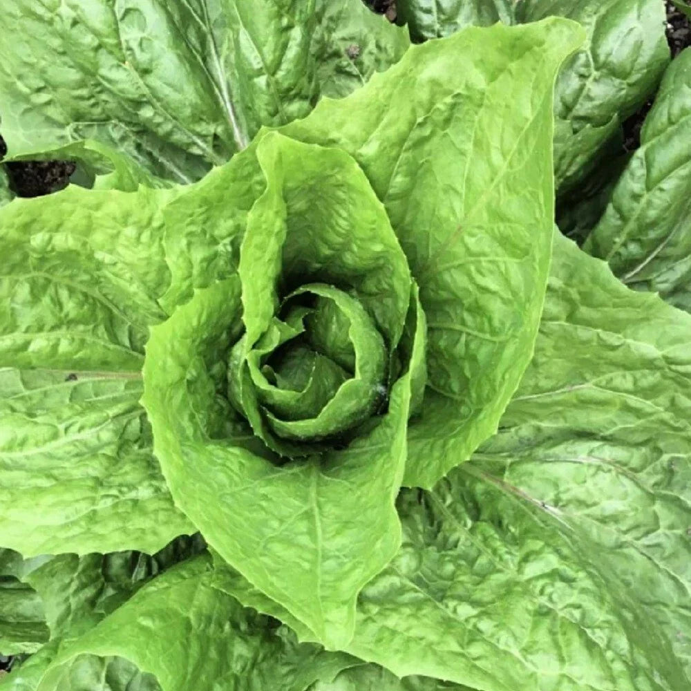 Sugar Loaf Endive Seeds | Heirloom NON-GMO | Cichorium endivia Garden Seeds