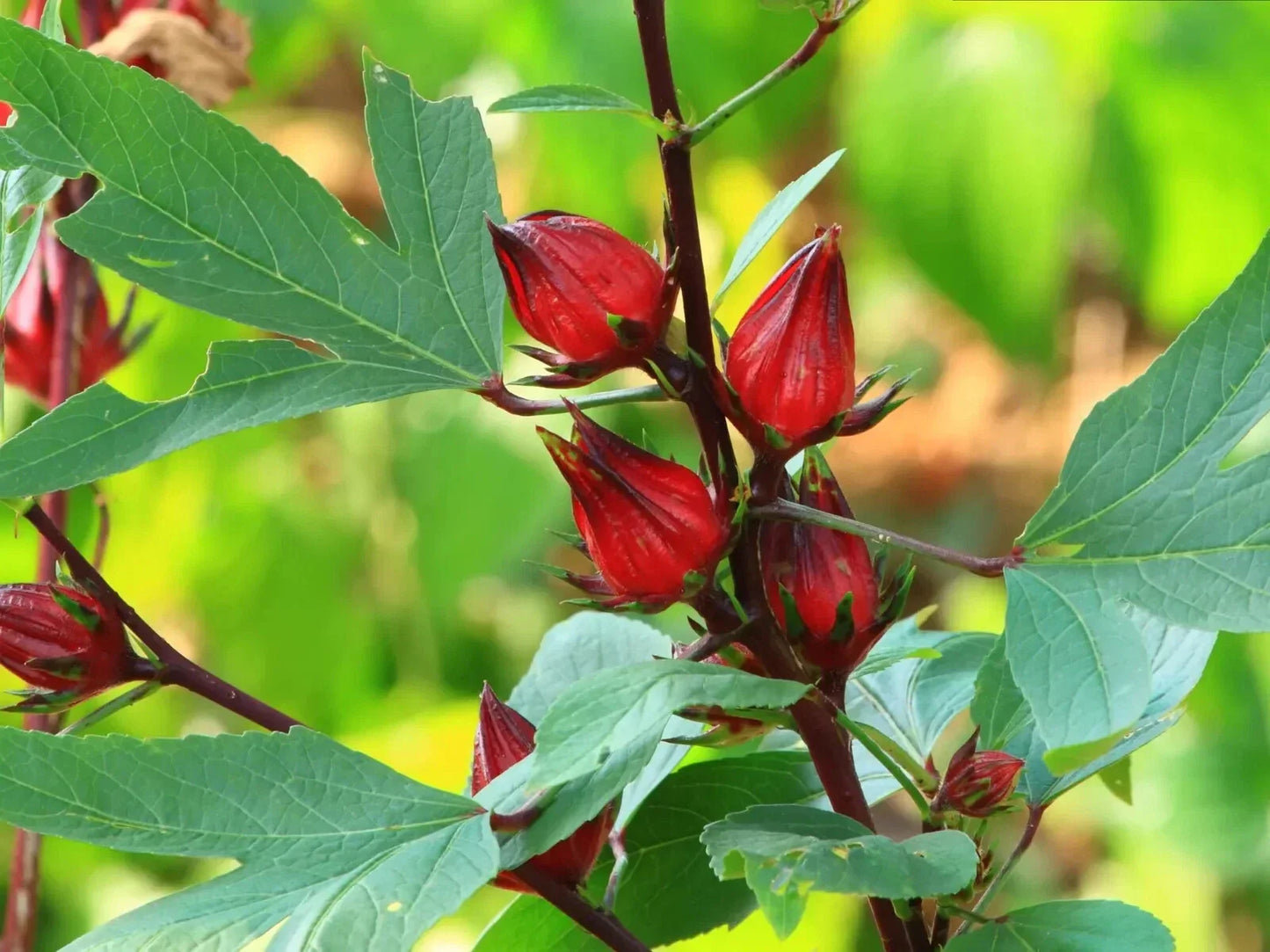 Roselle Seeds - Asian Sour Leaf Hibiscus - Florida Cranberry - Hibiscus sabdariffa