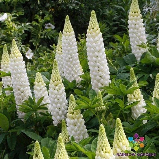 White Lupine Seeds – Lupinus polyphyllus – Perennial Garden Planting, Bulk Seed Pack, Attracts Pollinators