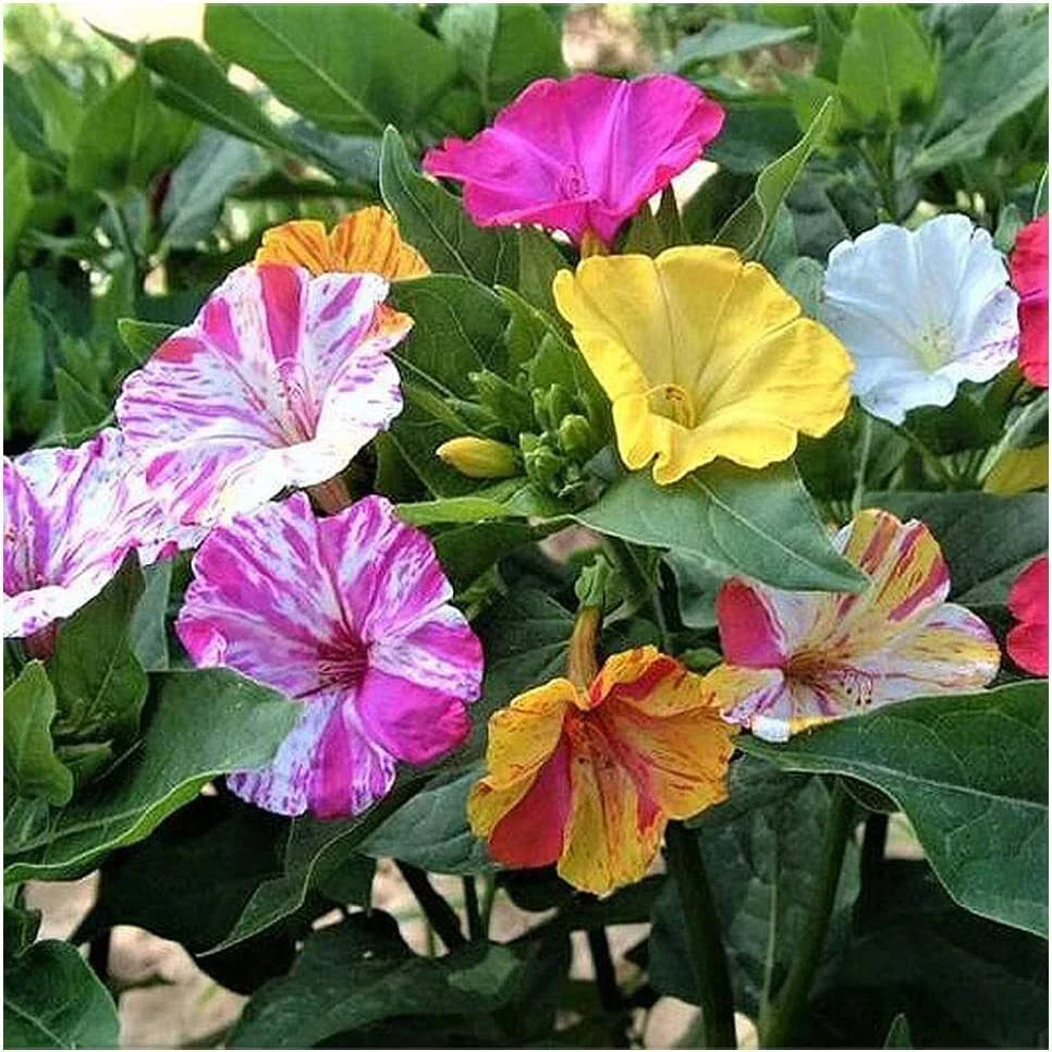 Four O'Clock Seeds 100+ Broken Colors Mirabilis jalapa Tender Perennial Reseeds Easily