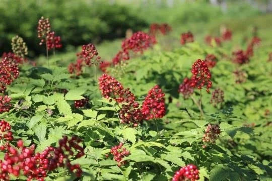 Red Baneberry Seeds - Native Plant Seeds, Actaea rubra, Perennial Wildflower, Shade Garden, 50 Seeds