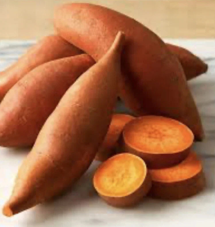 Beauregard Sweet Potato Slips - 10 Organic Live Cuttings - Ipomoea batatas - Easy to Grow, Vining, Full Sun