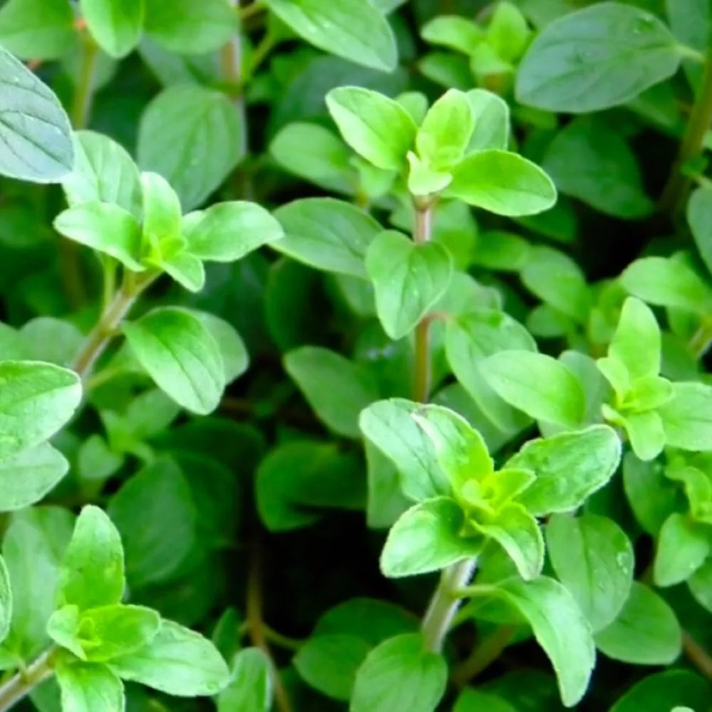 Greek Oregano Seeds | Heirloom NON-GMO | Origanum vulgare subsp. hirtum
