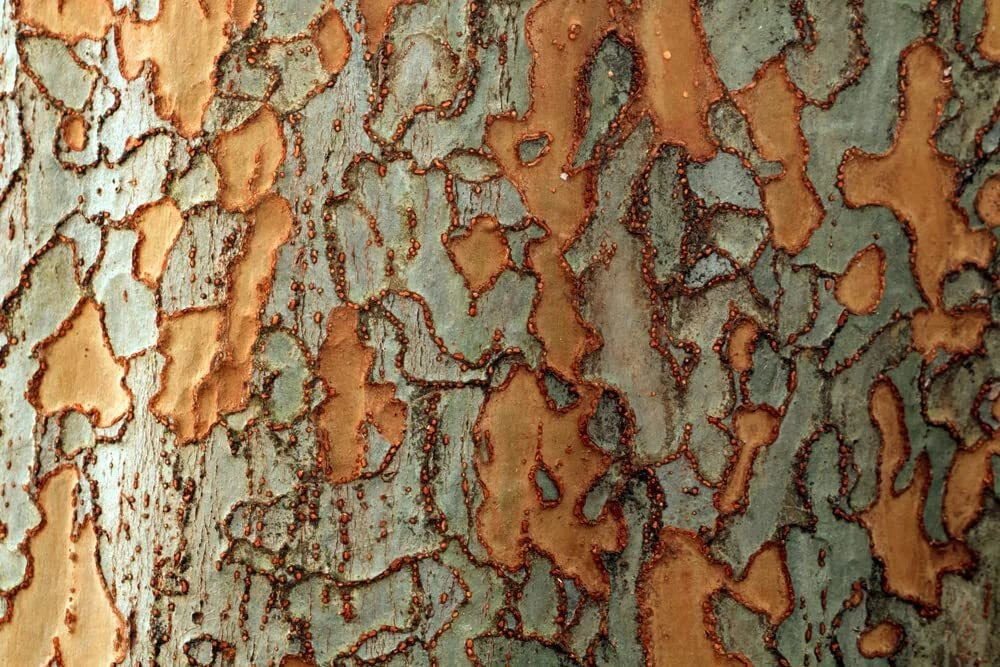 Chinese Corkbark Elm Tree Seeds - Ulmus parvifolia - Exotic Bark Coloring, Fast Growing, Landscaping, 30 Seeds