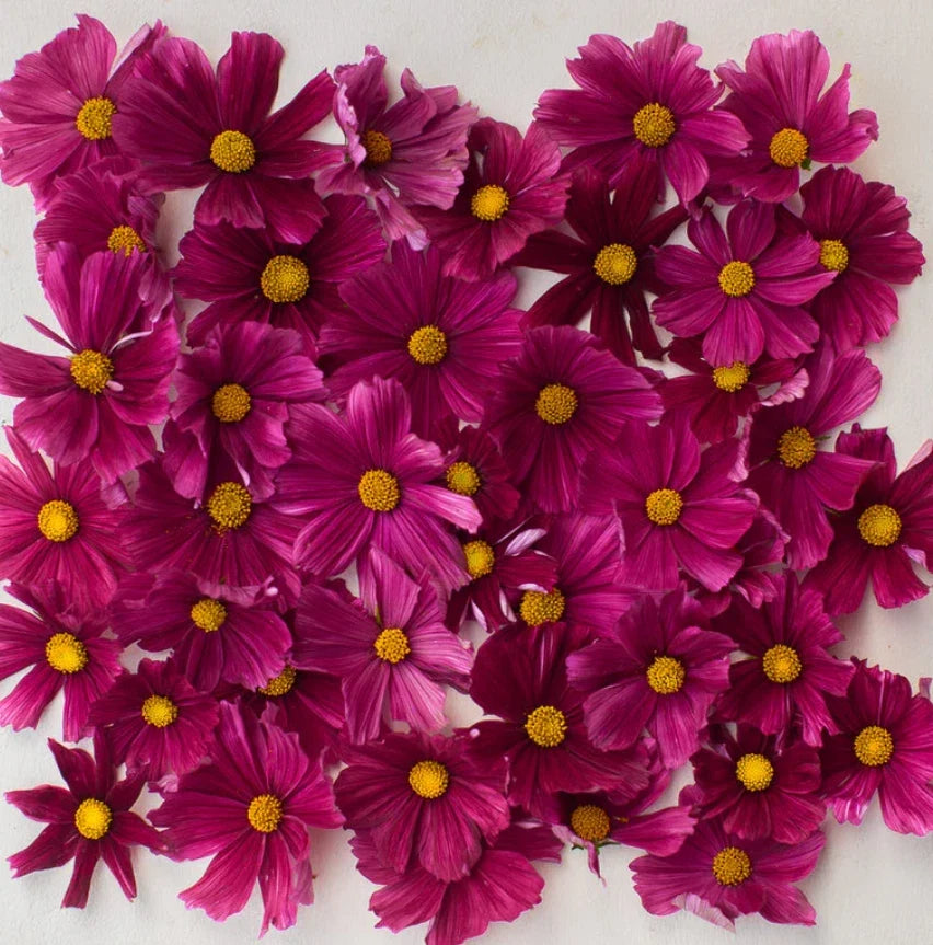 Cosmos Seeds - 100 Non-GMO Dwarf RUBENZA - Ruby Red Butterfly Flowers - Pollinator-Friendly Cosmos bipinnatus Seeds