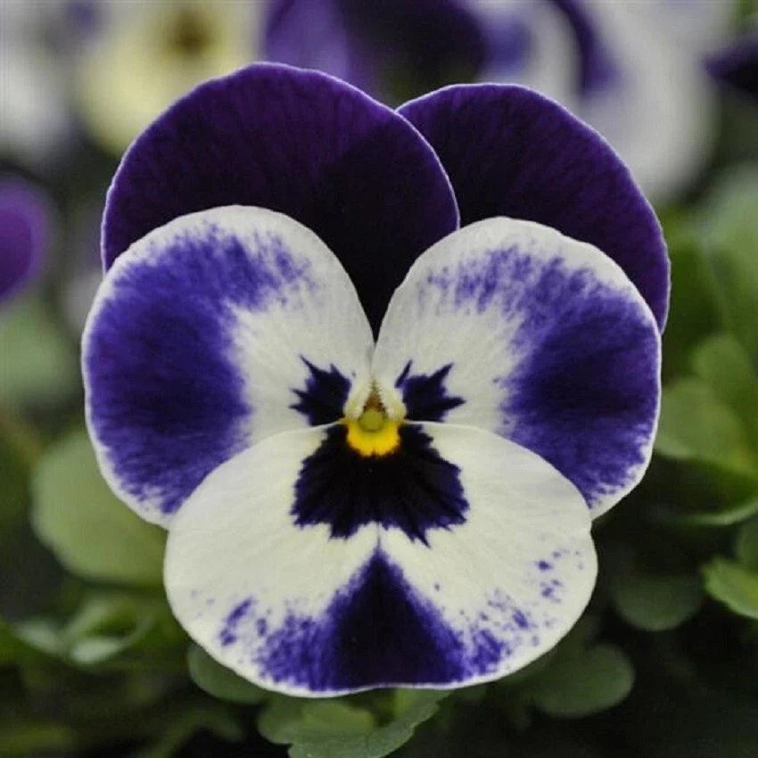 Viola Seeds 50 Pack | Quicktime Mickey Flower Seeds Viola x wittrockiana | Colorful Garden Annuals for Containers & Beds