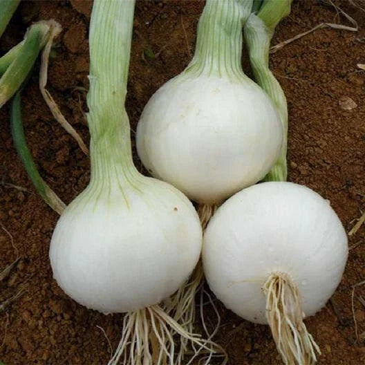 White Sweet Spanish Onion Seeds - Allium cepa Vegetable Seeds with Tracking