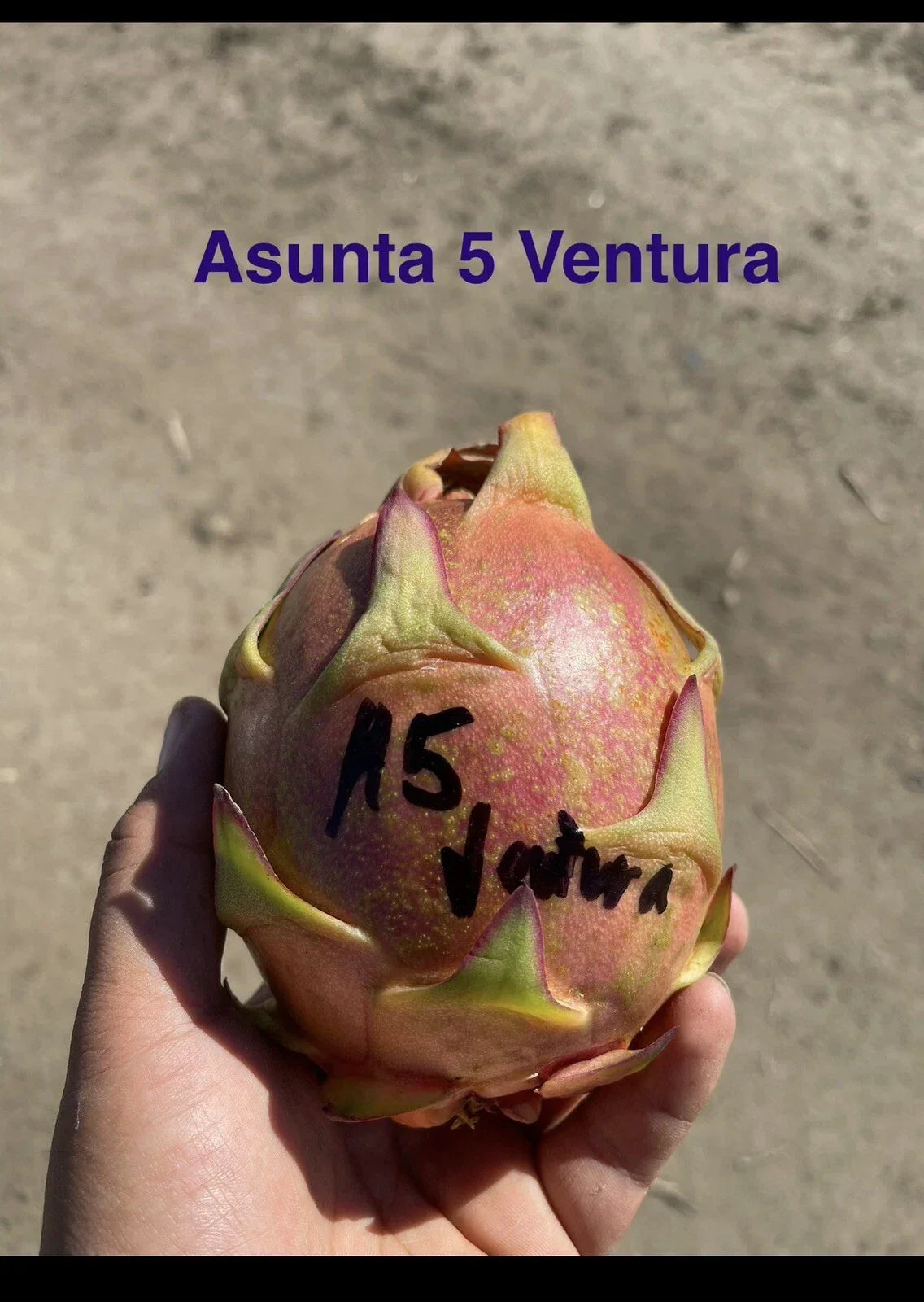 Mature ASUNTA 5 VENTURA Cuttings 12-17 Inch for Easy Propagation & Home Gardening