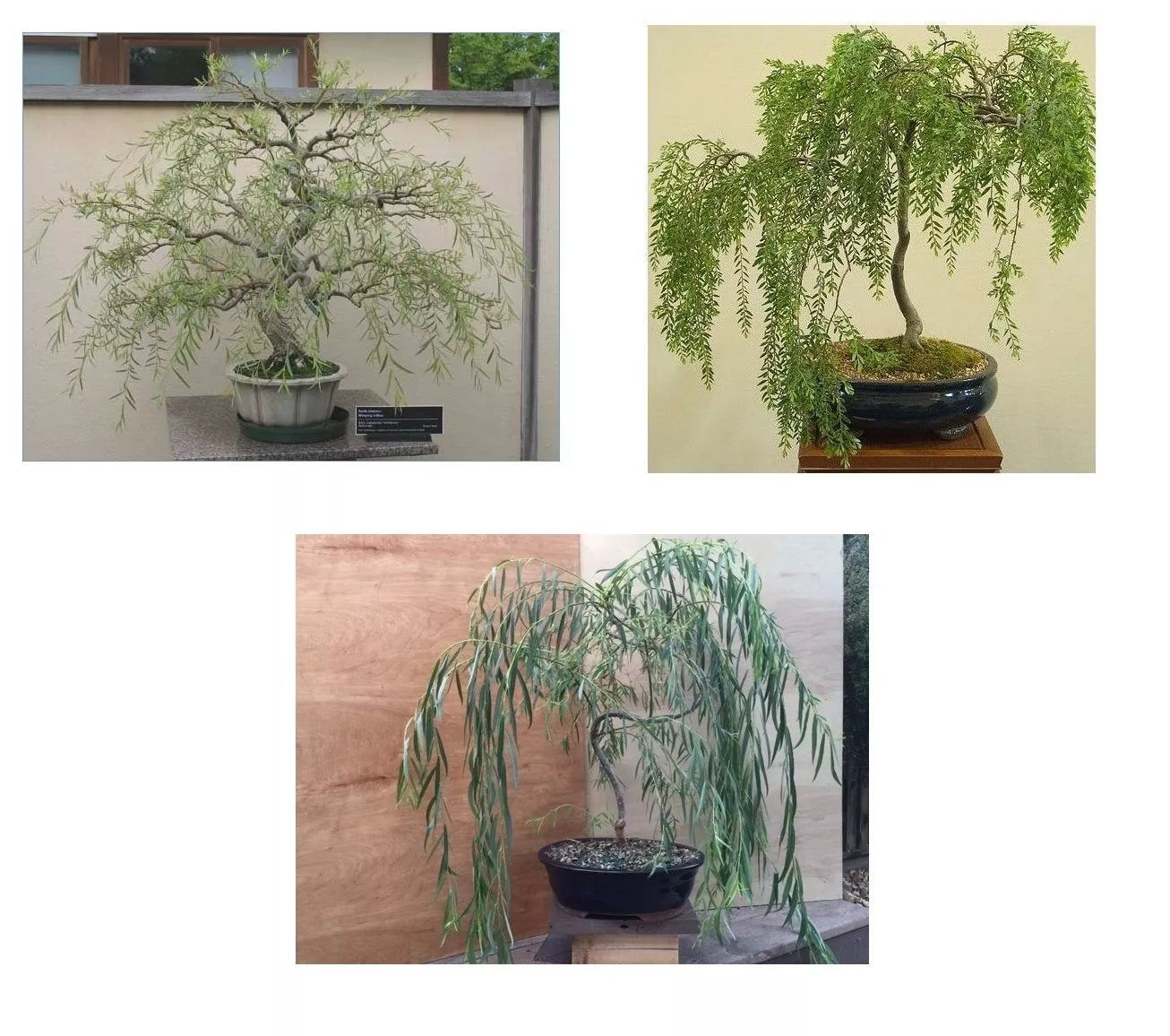 Bonsai Willow Tree Bundle - 3 Large Trunk Cuts - Salix babylonica - Indoor Outdoor Bonsai for Gardeners & Enthusiasts