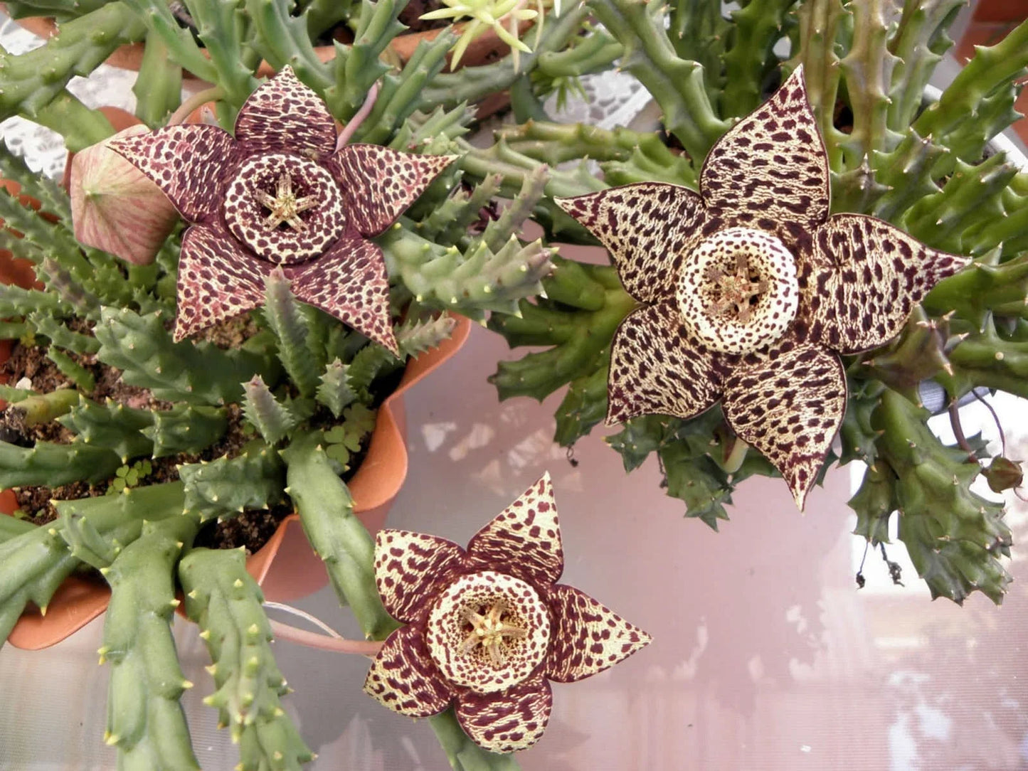 Orbea Variegata Succulent Plant in 4-Inch Pot | Starfish Plant | Drought-Tolerant Indoor or Outdoor Plant
