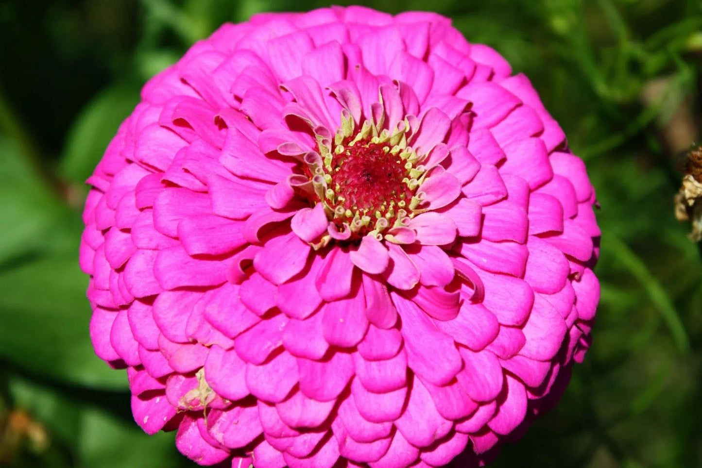 Zinnia Seeds Pink Fully Double Flower 60 Seeds Zinnia elegans Garden Flower Pollinator Attracting