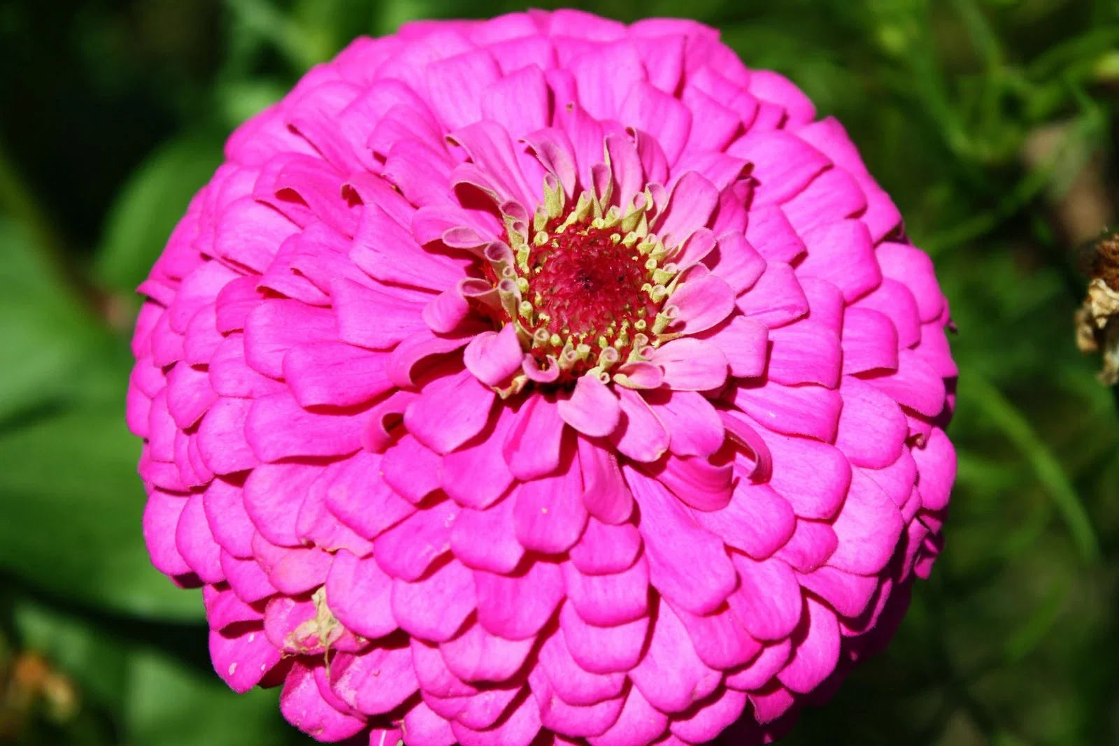 Zinnia Seeds Pink Fully Double Flower 60 Seeds Zinnia elegans Garden Flower Pollinator Attracting