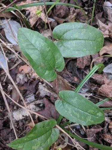 Sarsaparilla Vine Seedlings 3-Pack | Green Climbing Vine Smilax pumila for Outdoor Gardens and Fences