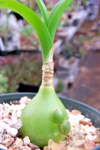 Albucca Bracteata Succulent - 3" Potted Plant with Spiral Leaves - Unique Indoor/Outdoor Decor - Exotic Succulent Plant