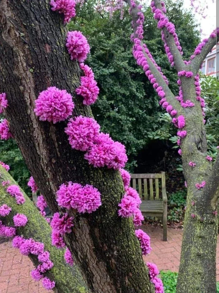 Judas Tree Seeds - 20 Seeds Cercis siliquastrum Flowering Tree for Garden
