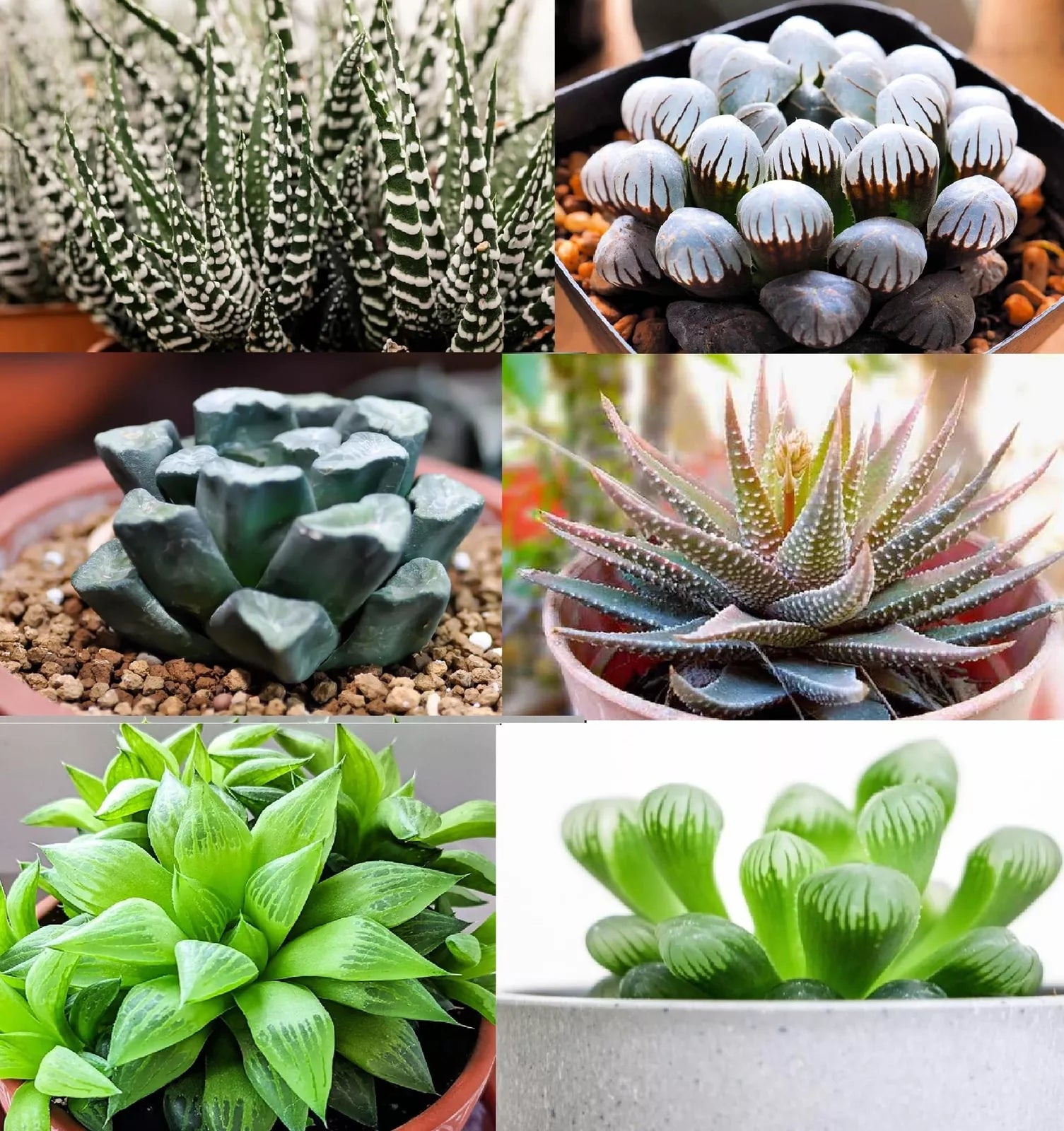 Haworthia Hybrid Succulent Seeds Mix - 30+ Varieties for Indoor Gardening - Haworthia spp.