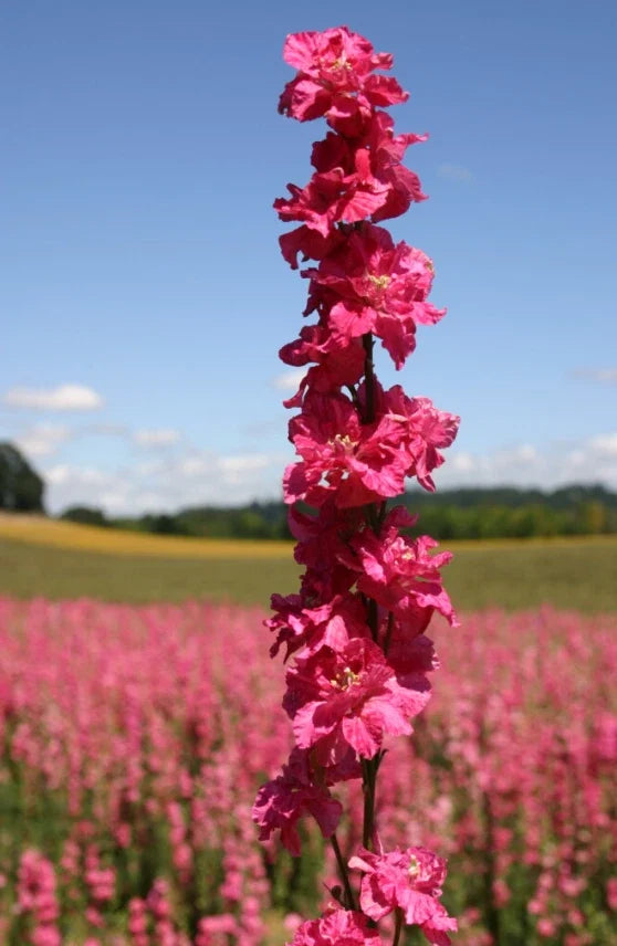 Rocket Larkspur Seeds - Non-GMO Delphinium ajacis Deep Carmine Flowers, Pollinator Friendly, 500 Seeds, Garden, Cutting, Border